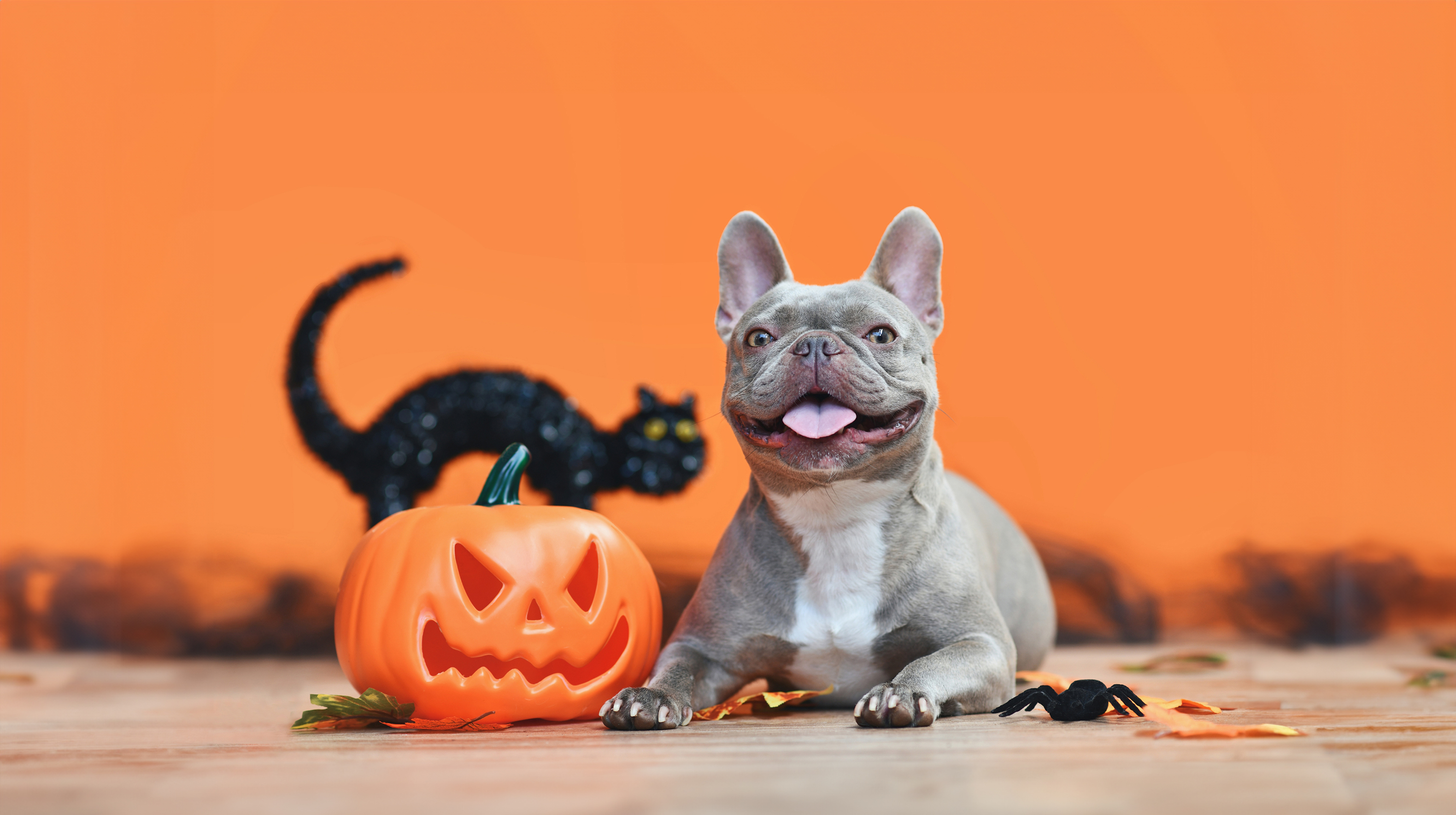Halloween Collection