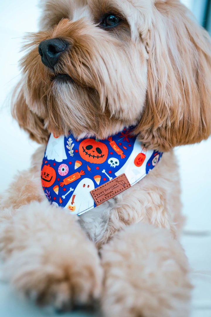 Boo-tiful Pooch