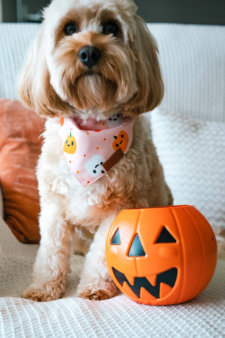 Pumpkin Pupkins