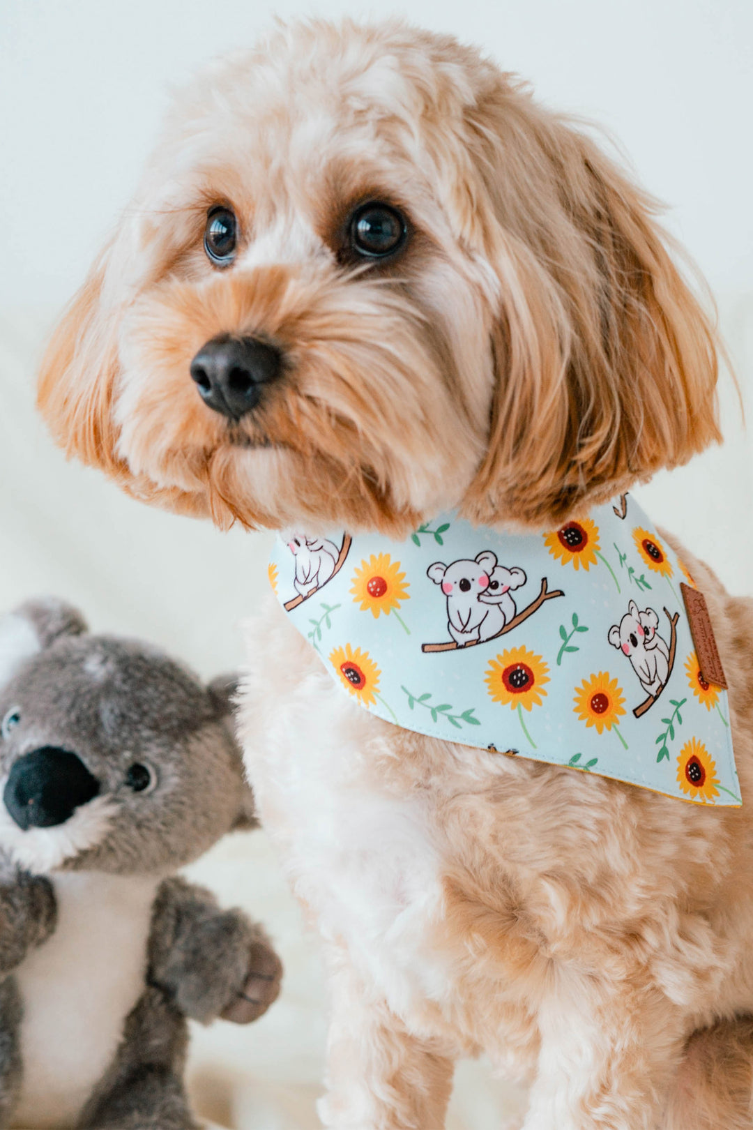 Sunflower Koala Cuddles