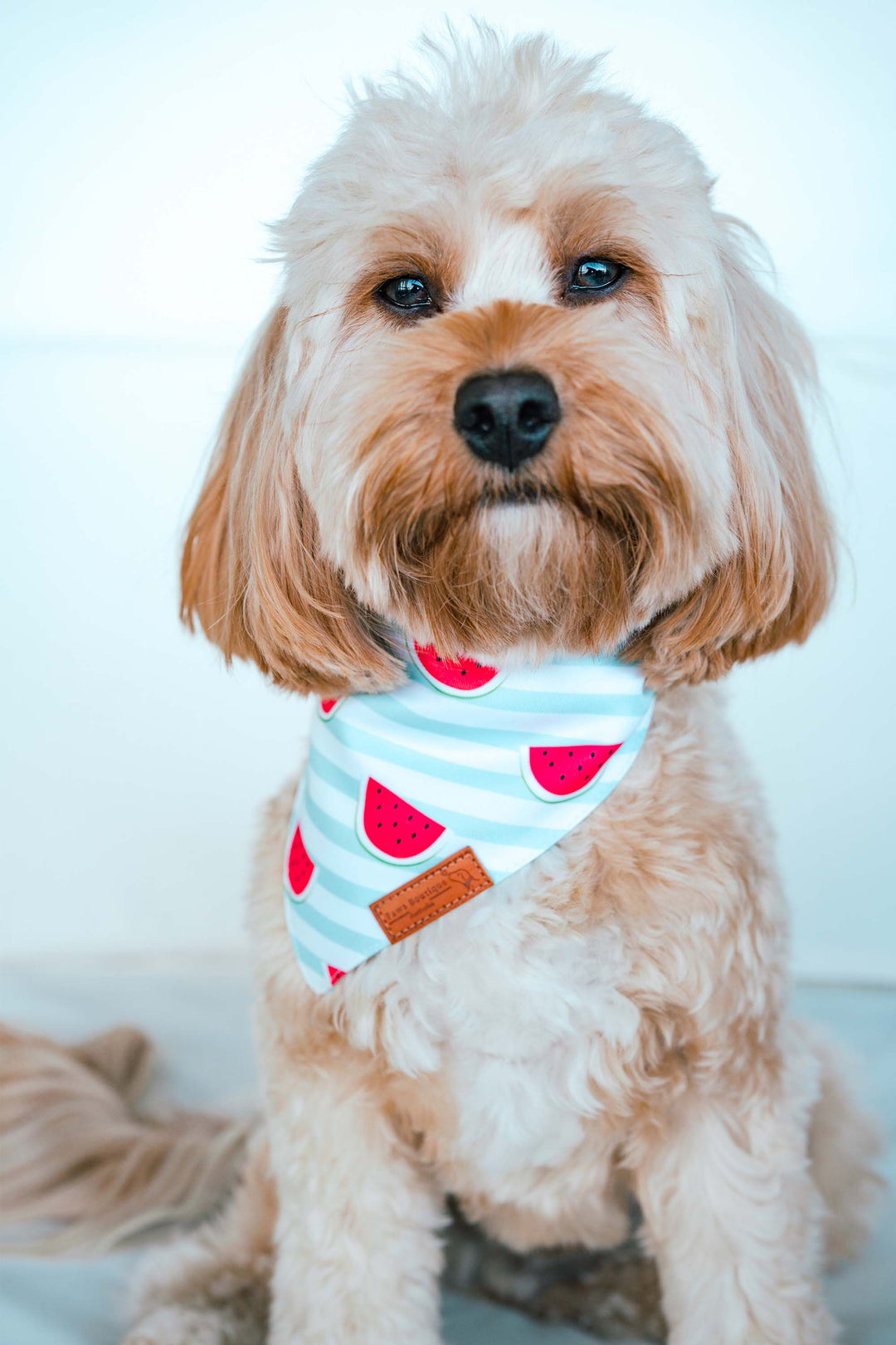 Tasty Watermelon Treat – Paws Boutique